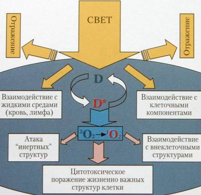 Радахлорин, Схема распределения энергии в процессе ФДТ